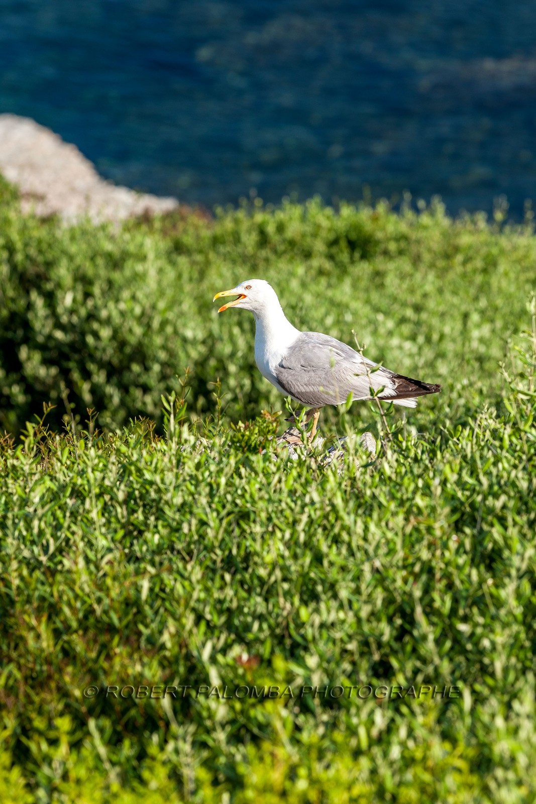 Goéland