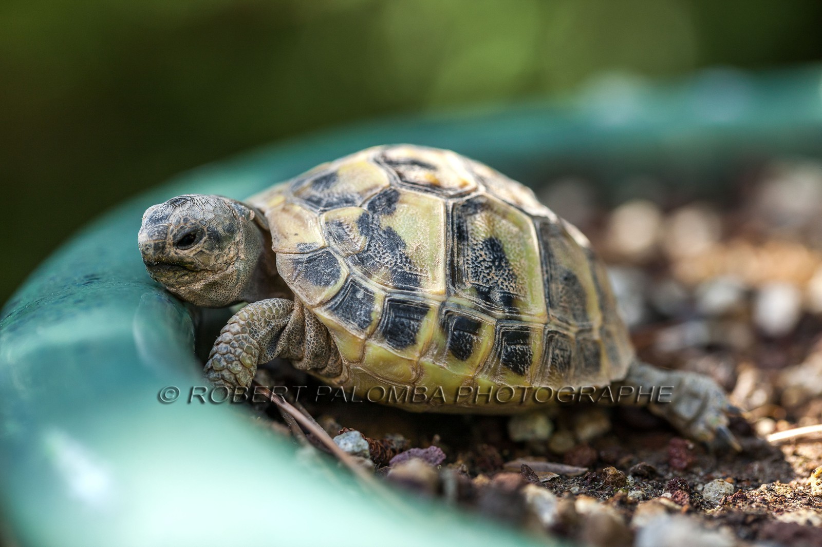Tortue d'Hermann,Testudo hermanni Tortue d'Hermann,Testudo hermanni
