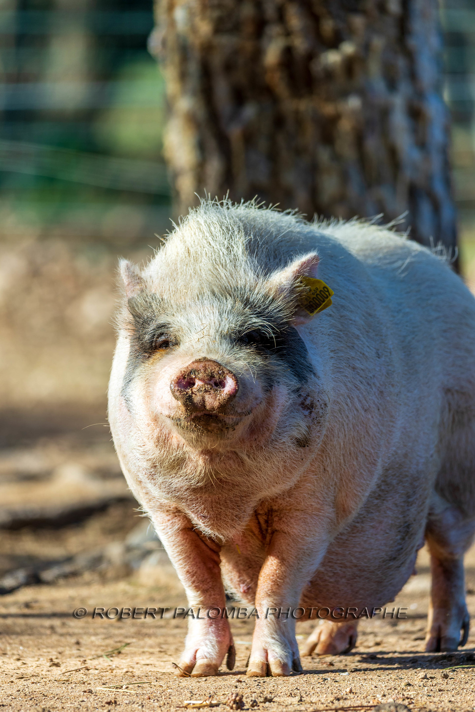 Cochon nain
