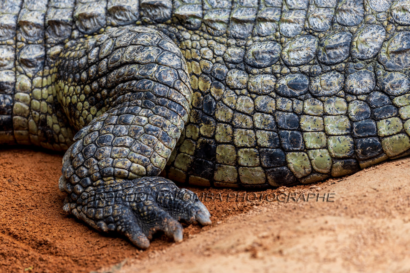 La Ferme aux crocodiles