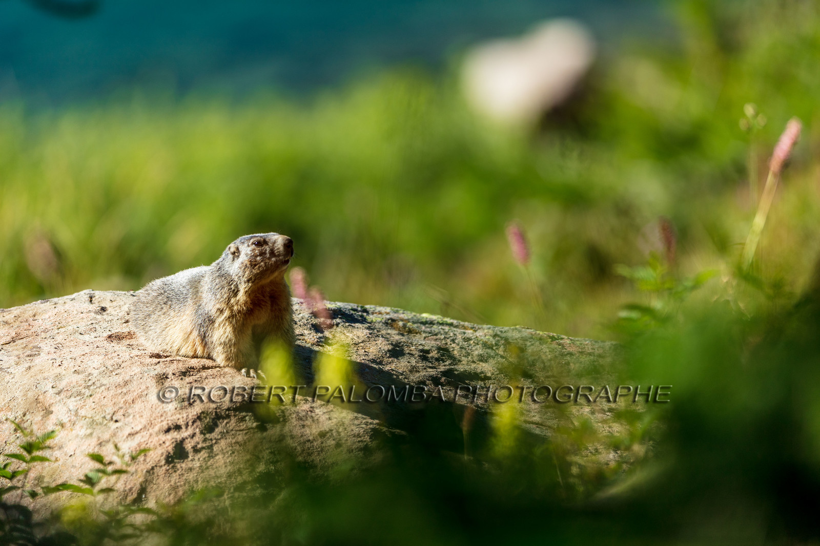 Marmotte