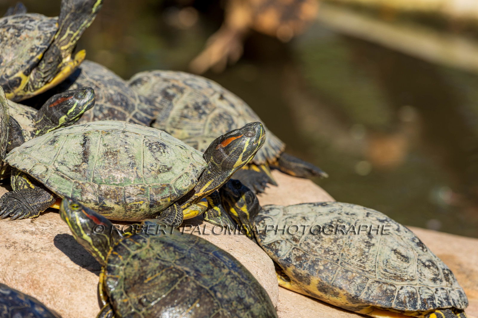 Tortue