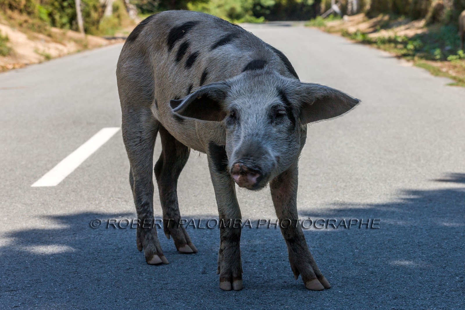 Cochon corse