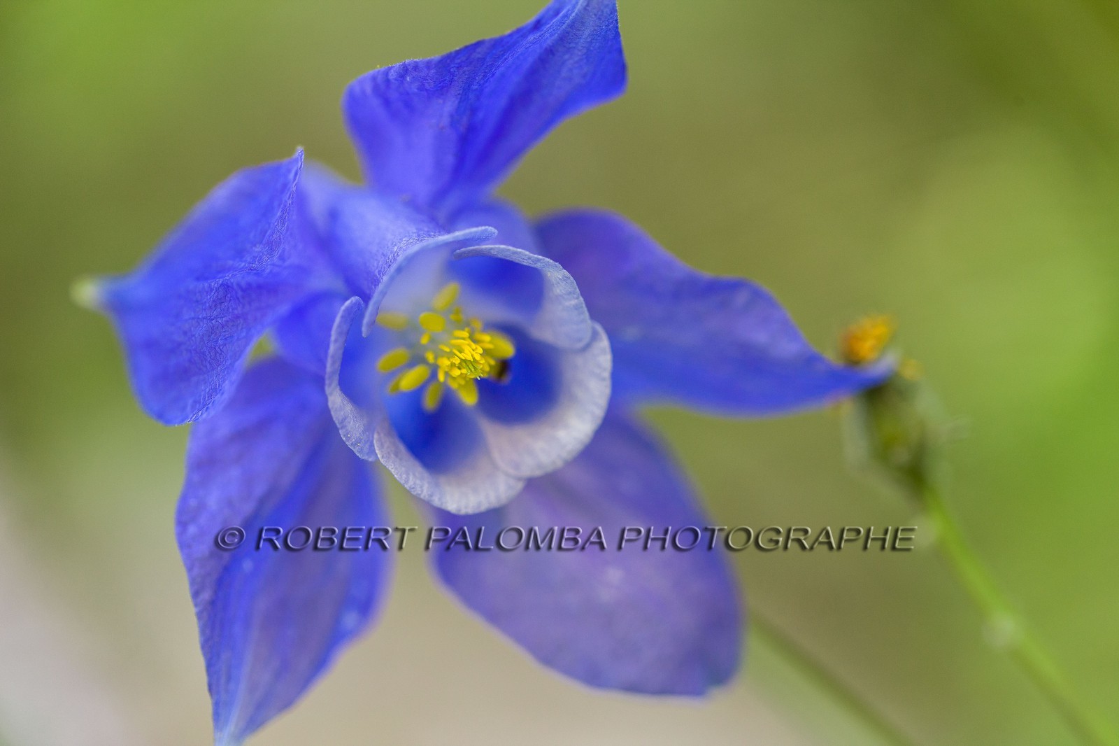 Flore Alpine,Ancolie des Alpes, Aquilegia alpina.