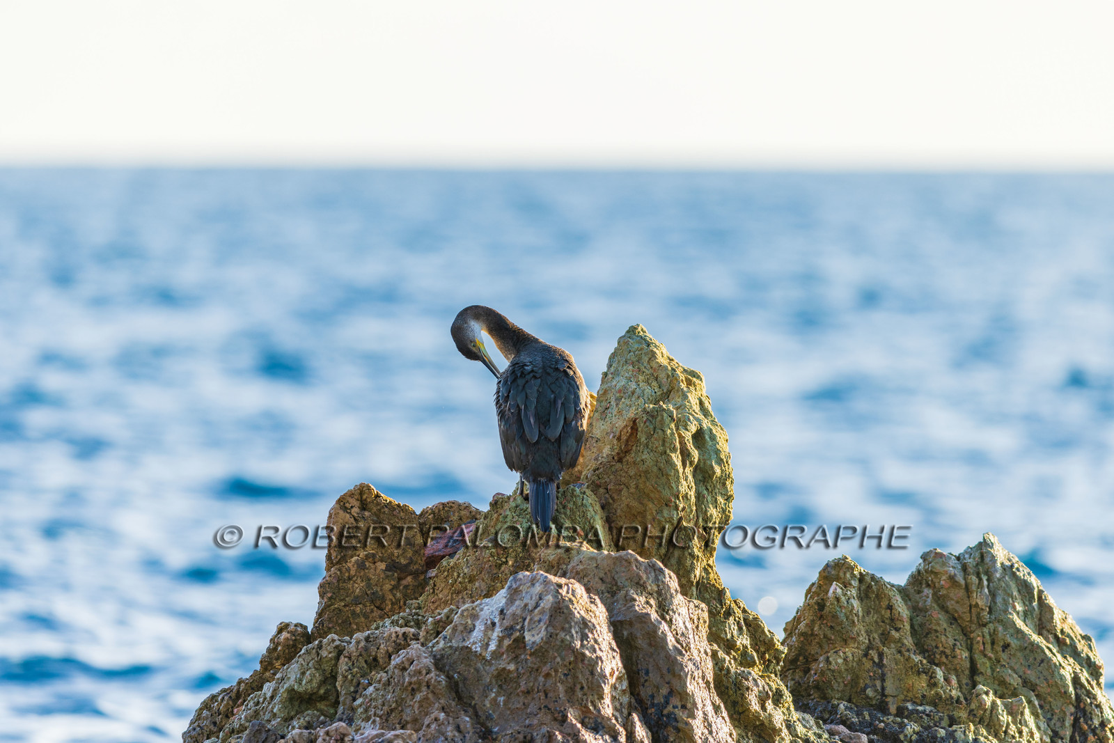 Cormoran huppé immature