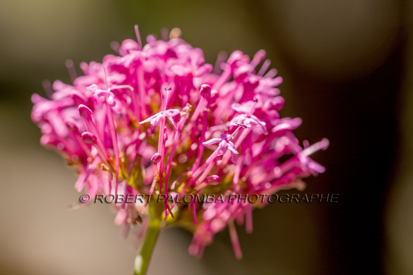 Valériane officinale, Valeriana officinalis Valériane officinale, Valeriana officinalis