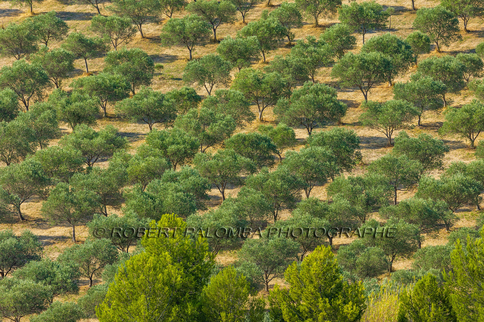 Salon-de-Provence