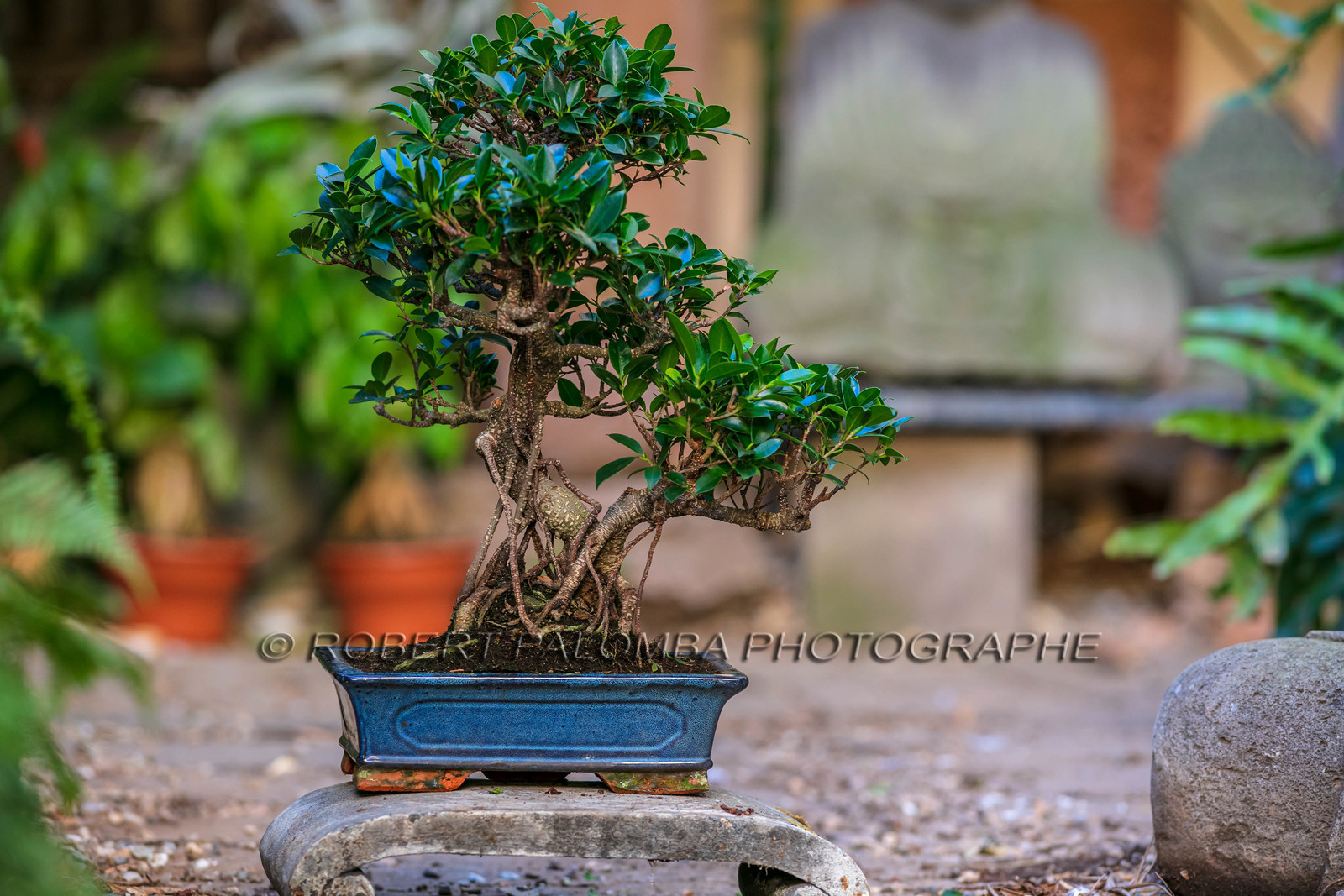 Bonsai