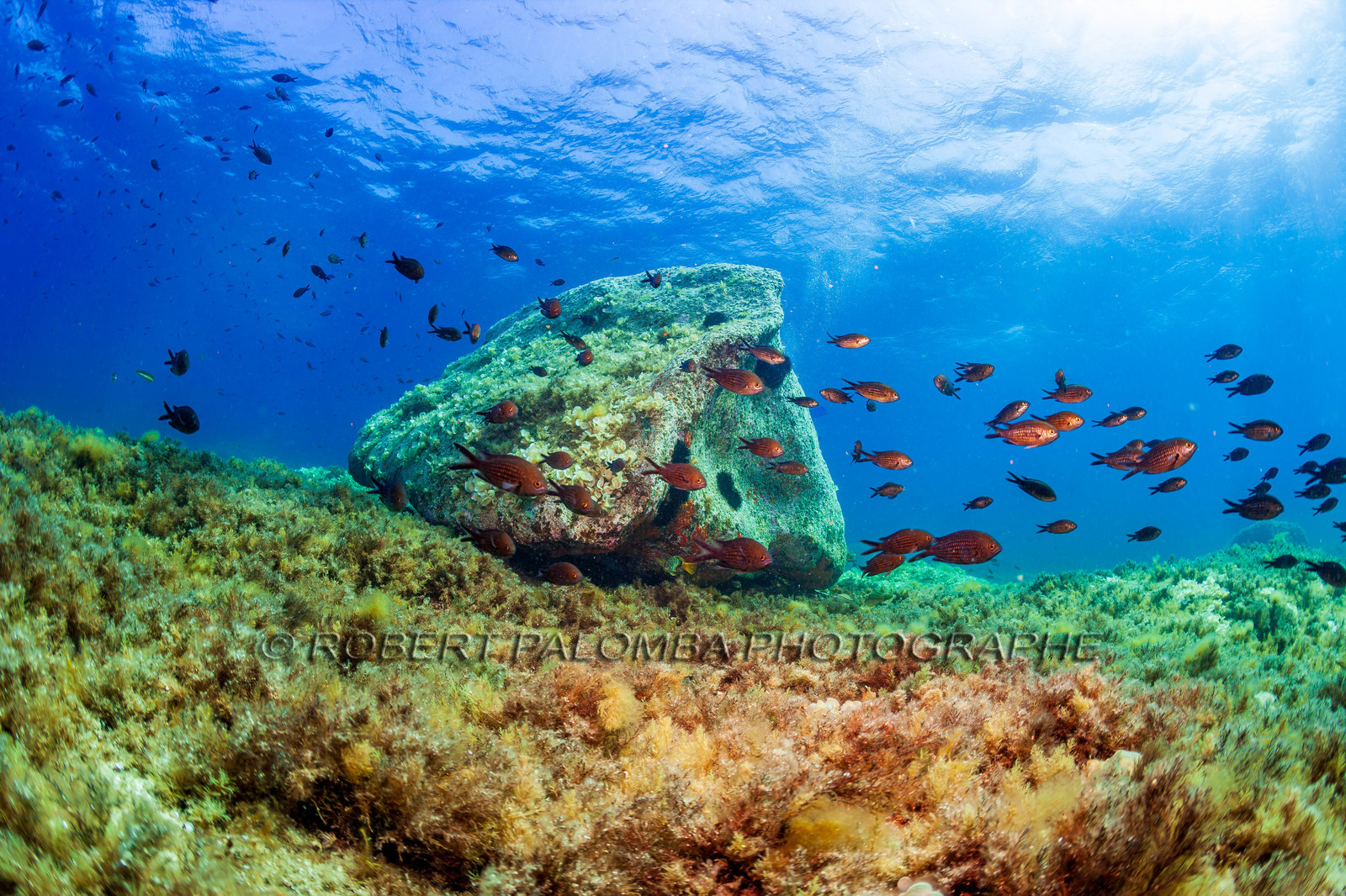 Plongée-sous-marine