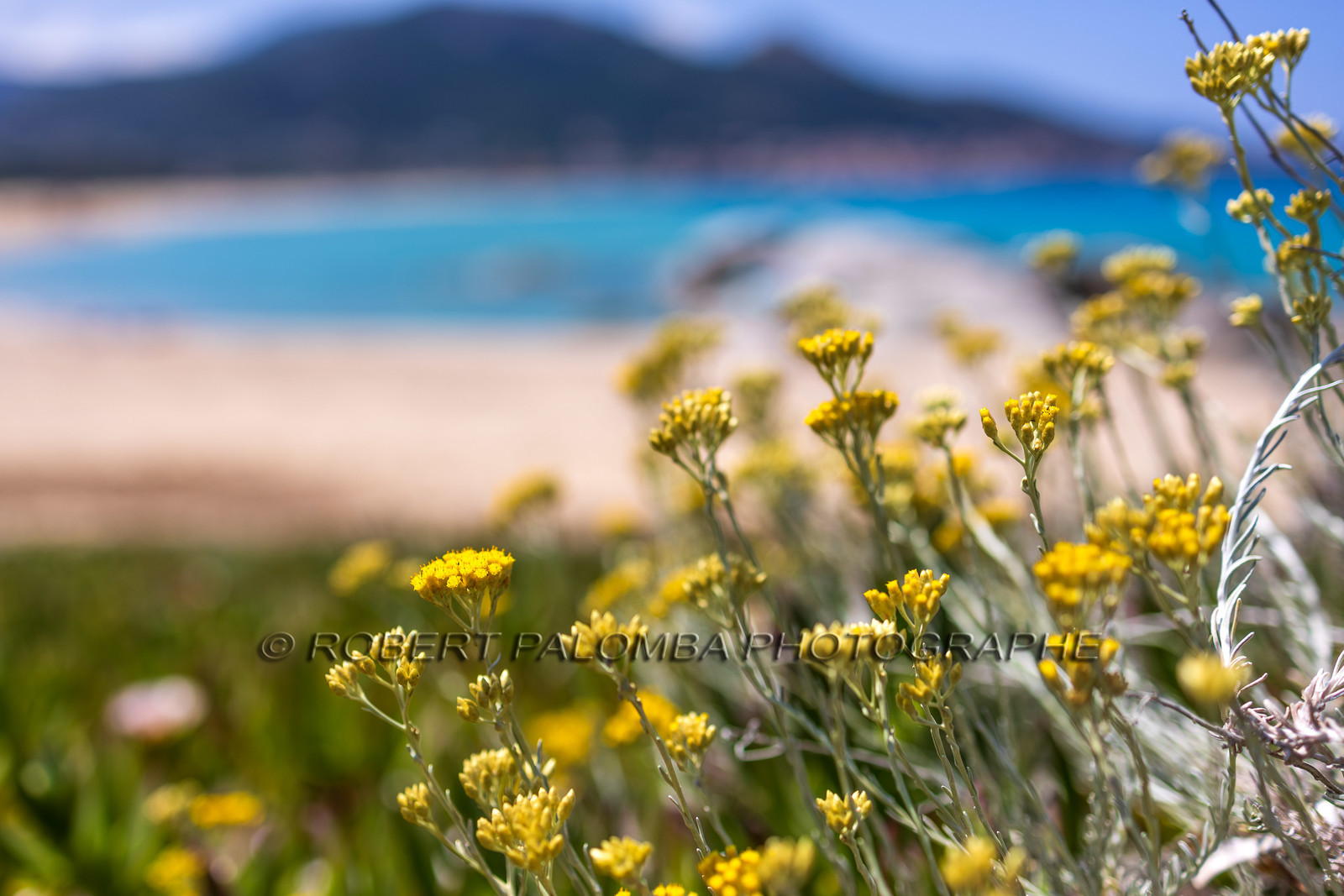 Flore corse
