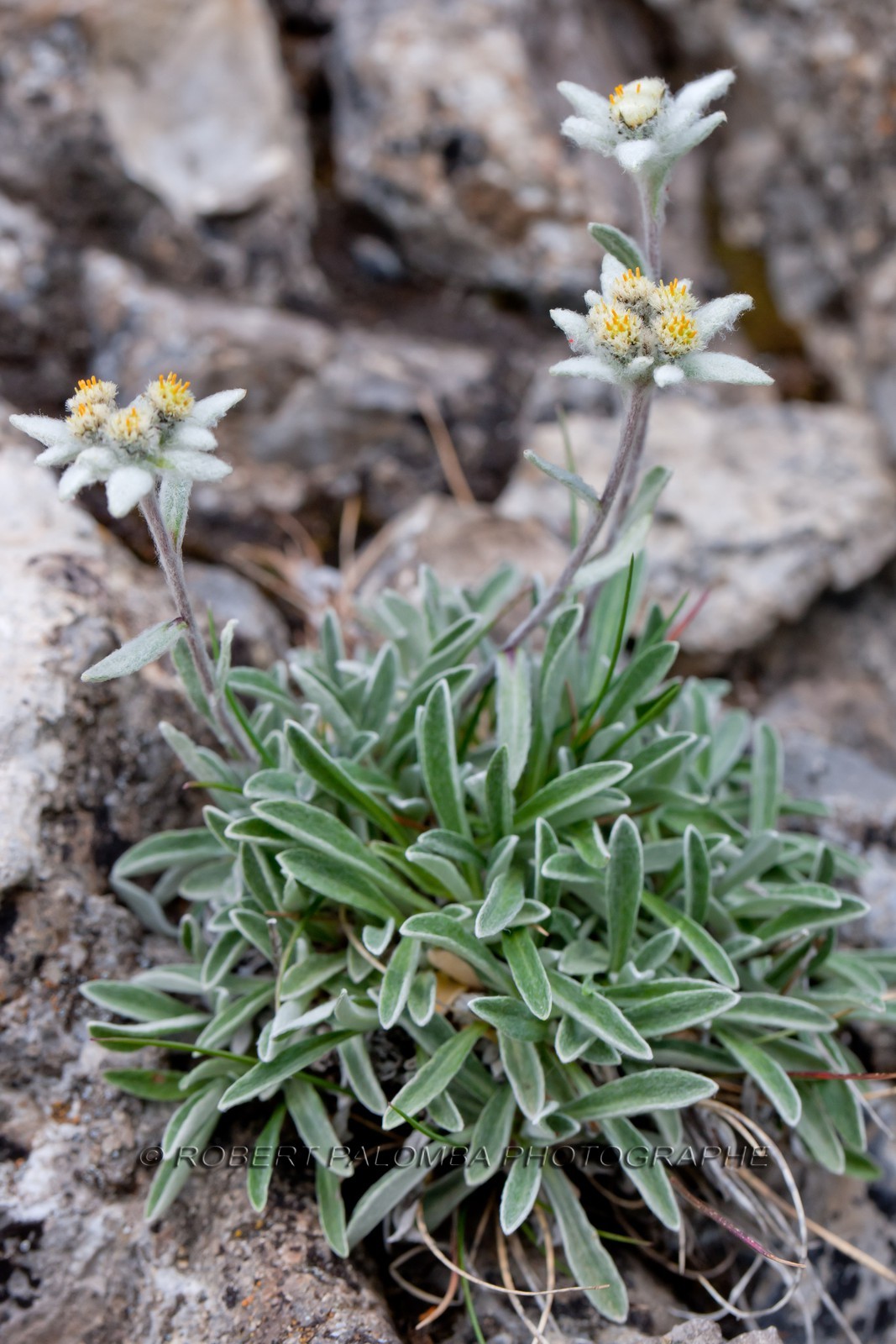 Edelweiss, Leontopodium Alpinus