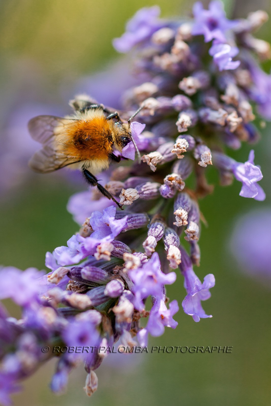Flore Méditerranéenne