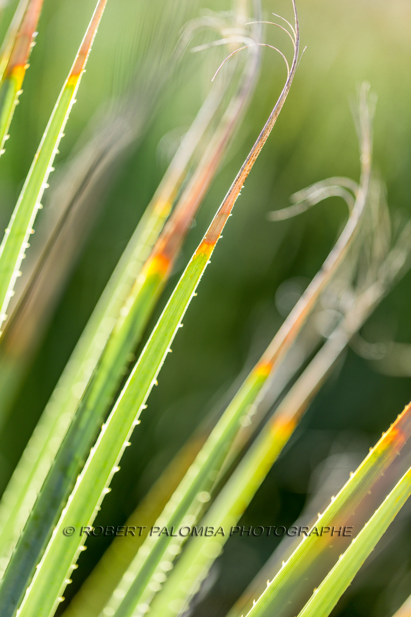 Flore Méditerranéenne