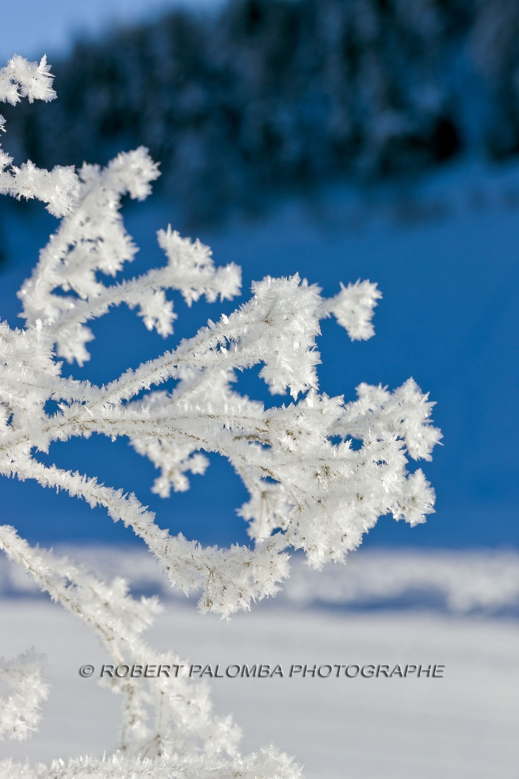 Cristaux de neige