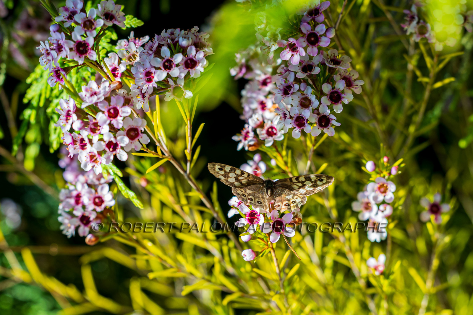 flore