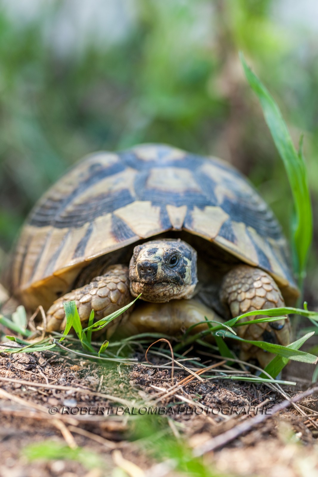 Tortue d'Hermann,Testudo hermanni Tortue d'Hermann,Testudo hermanni