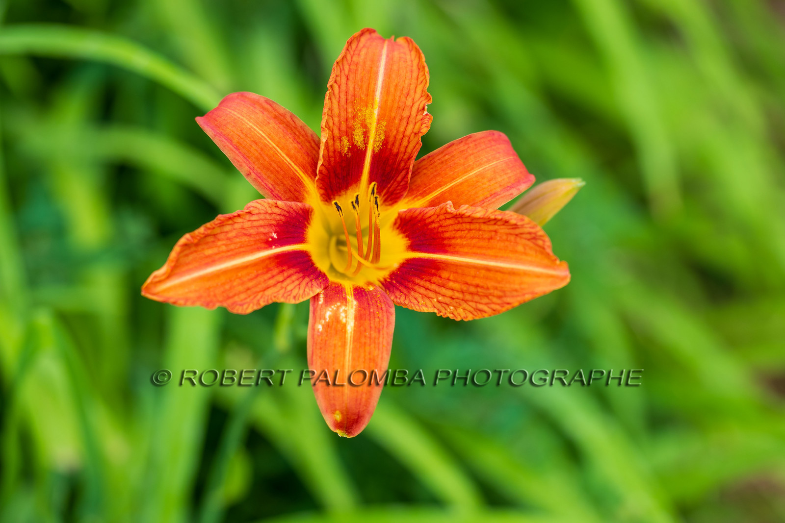 Flore