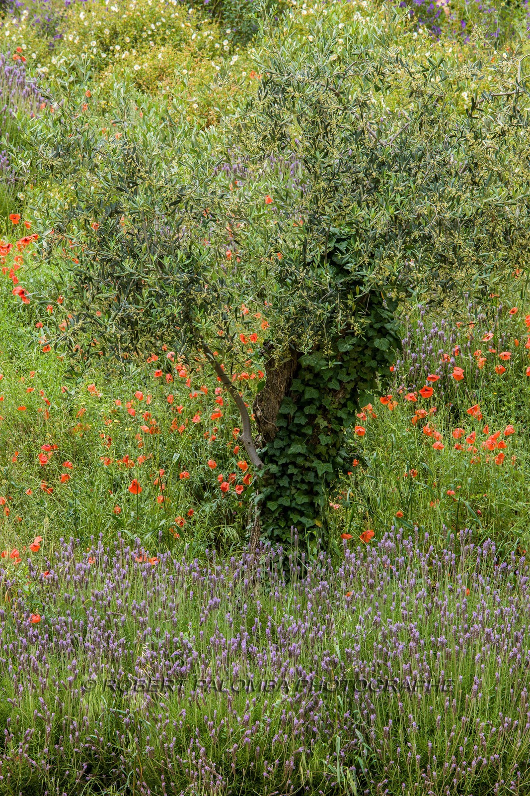 Paysage de Provence Paysage de Provence
