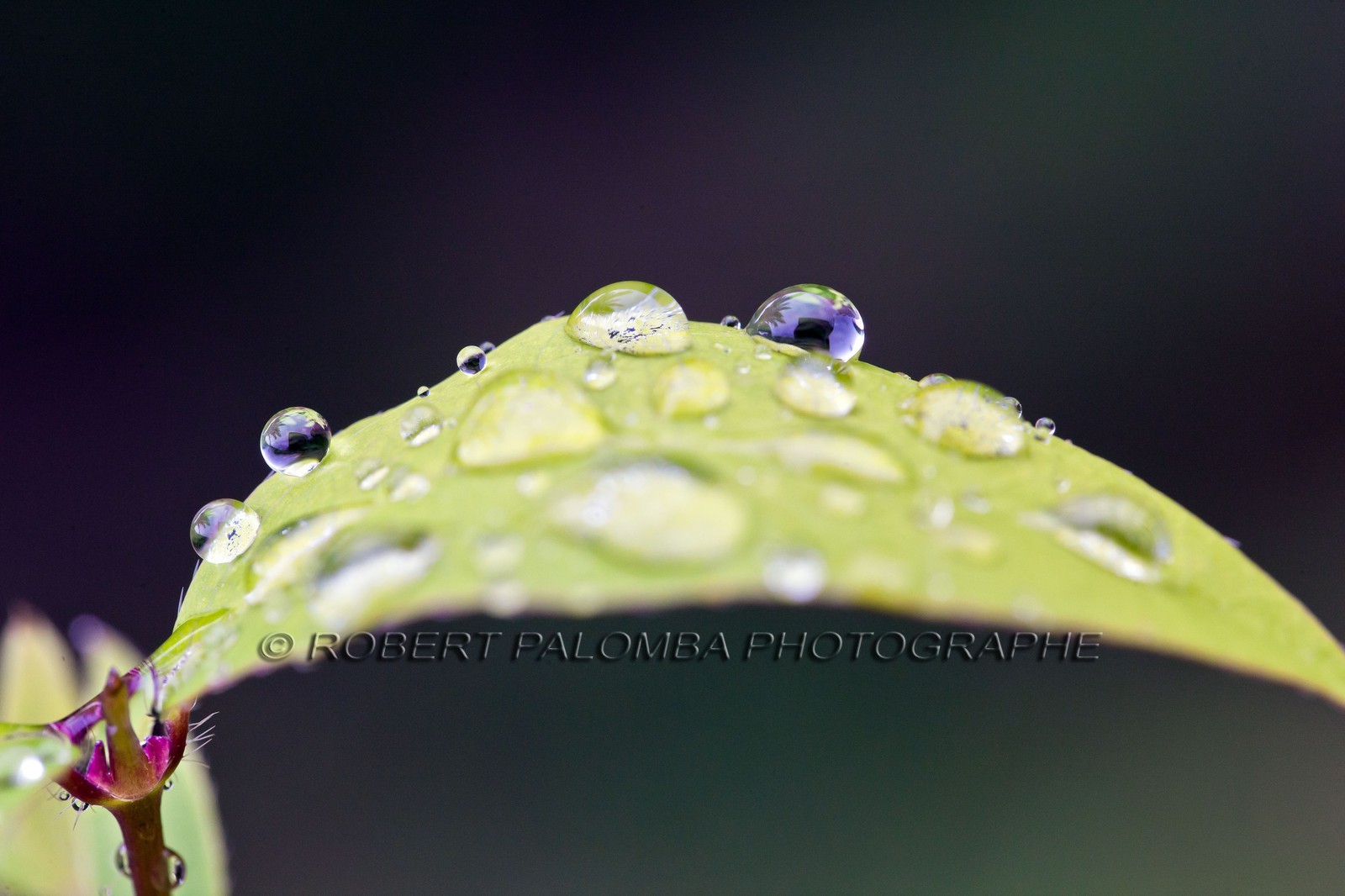 Chèvrefeuille, Lonicera Chèvrefeuille, Lonicera