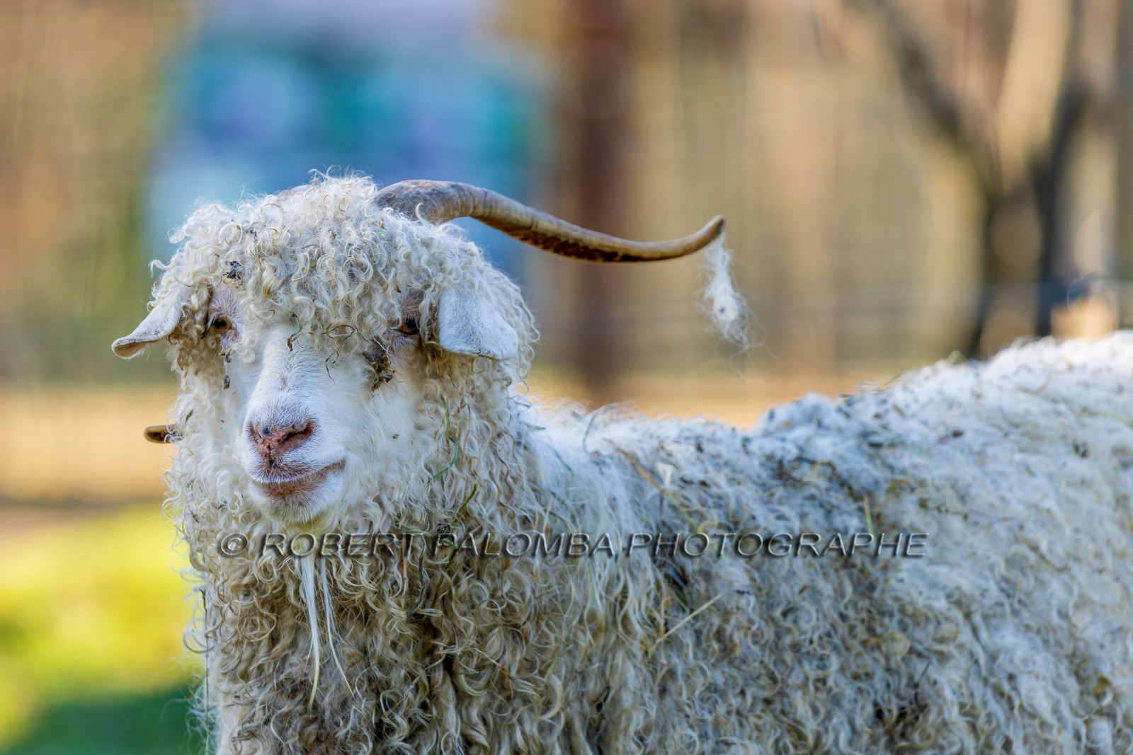 Chèvre mohair