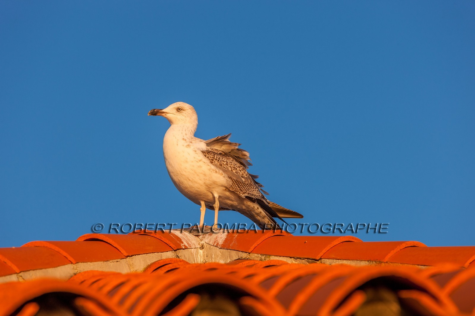 Mouette
