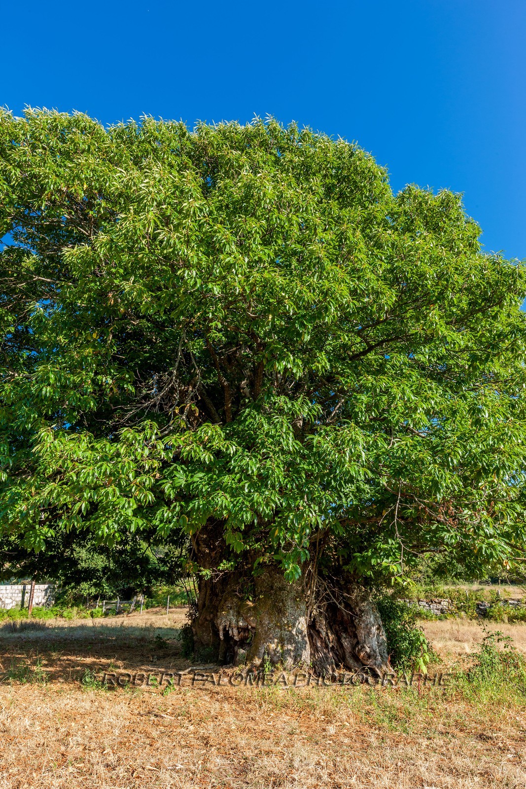 Châtaignier de Zonza