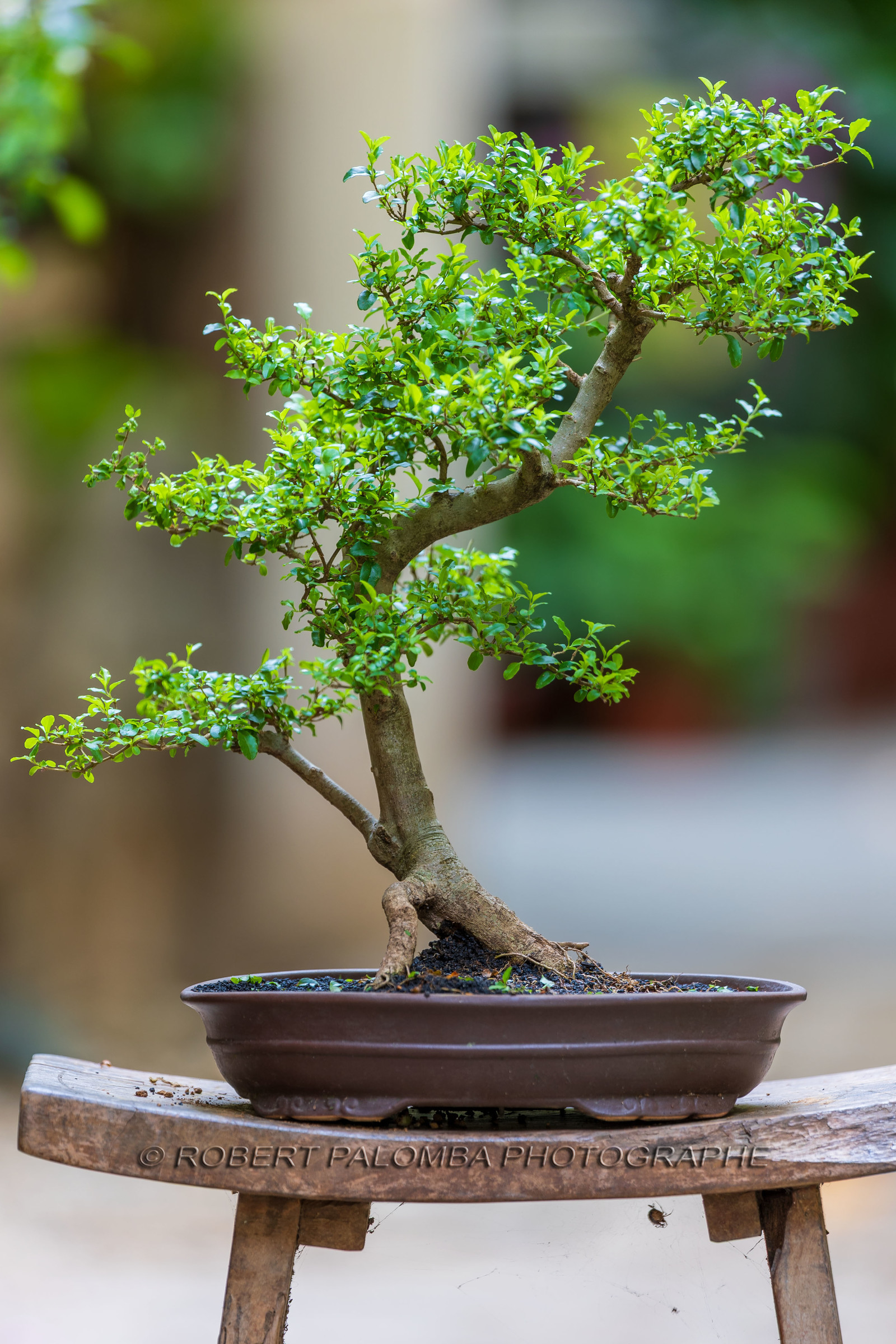 Bonsai