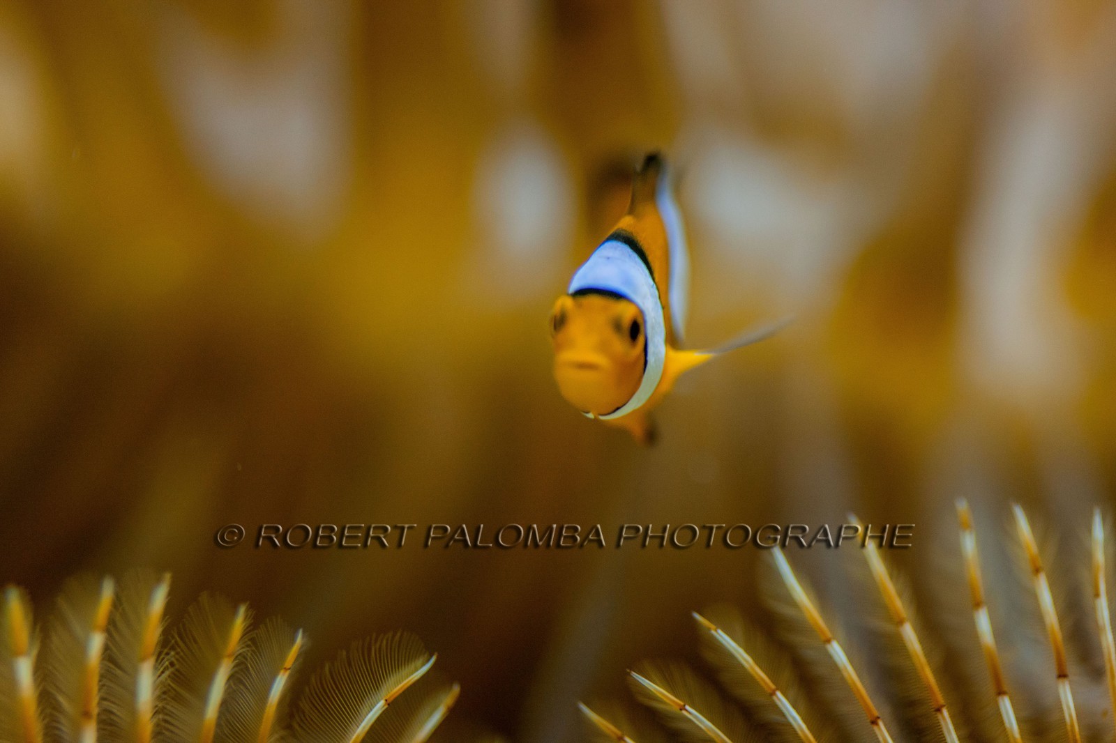 Musée Océanographique de Monaco