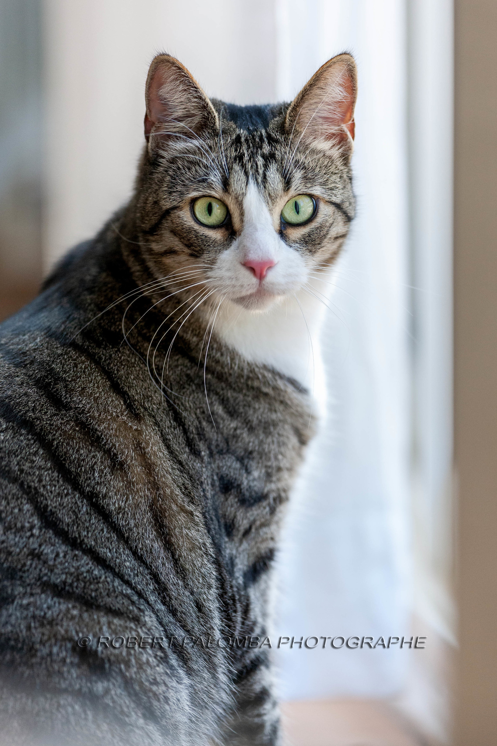Chat
