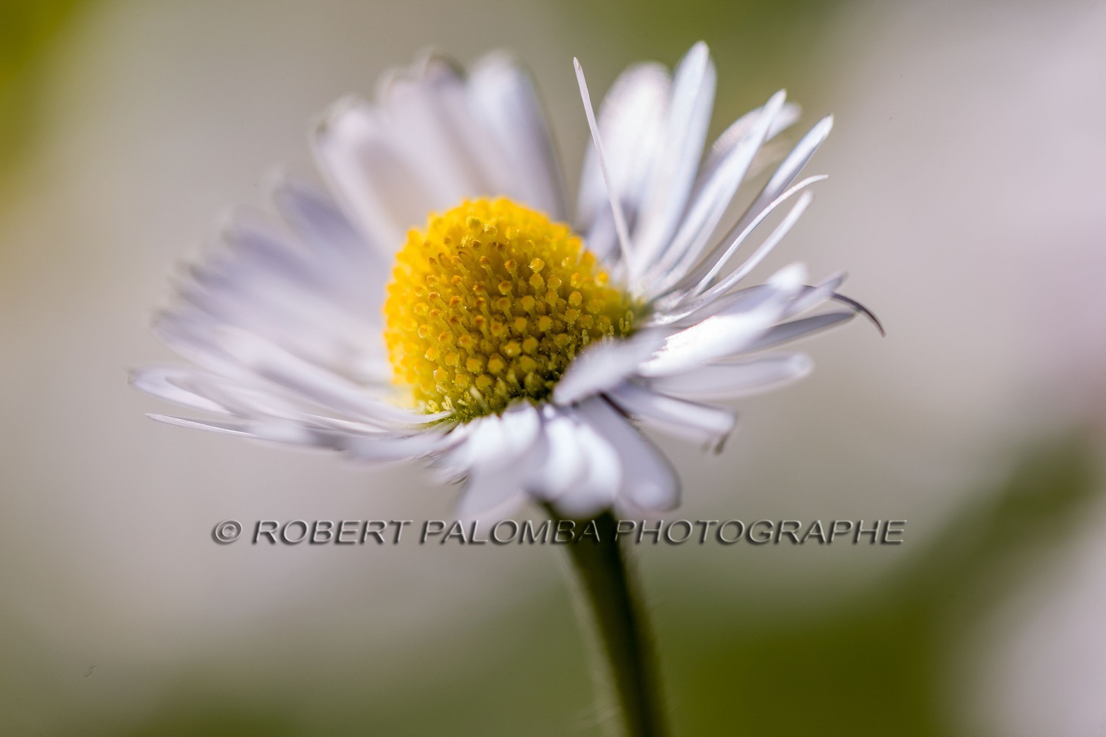 Marguerite, Leucanthemum vulgare Marguerite, Leucanthemum vulgare