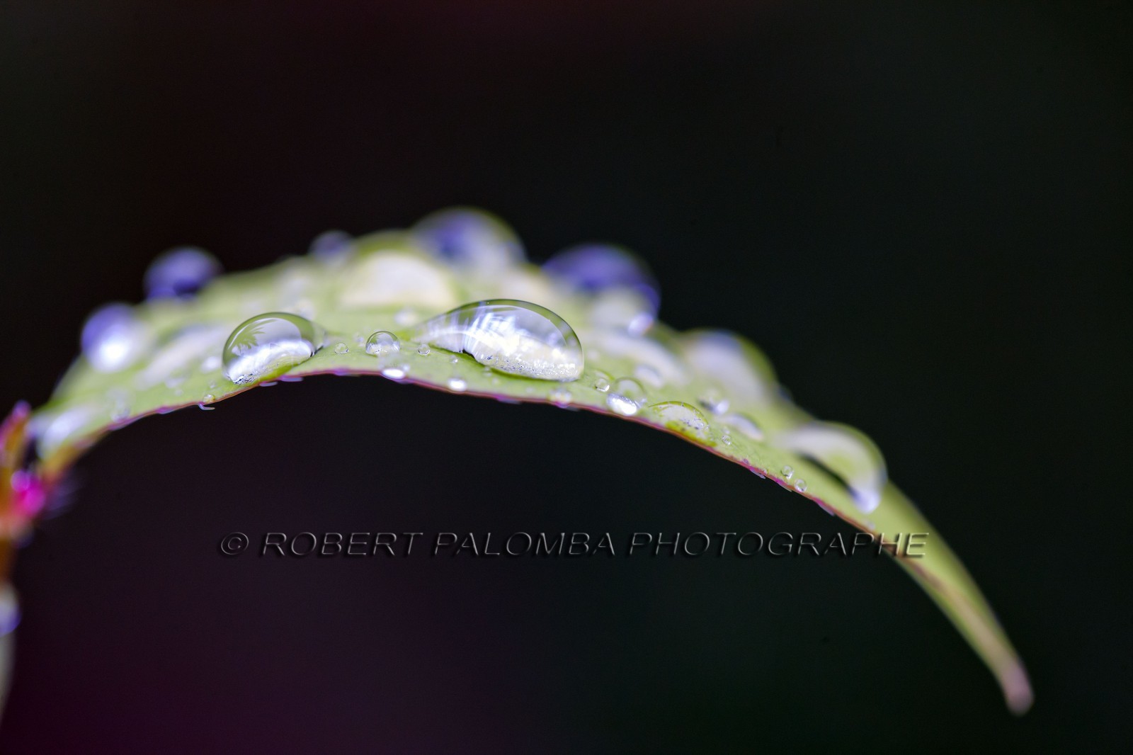 Chèvrefeuille, Lonicera Chèvrefeuille, Lonicera