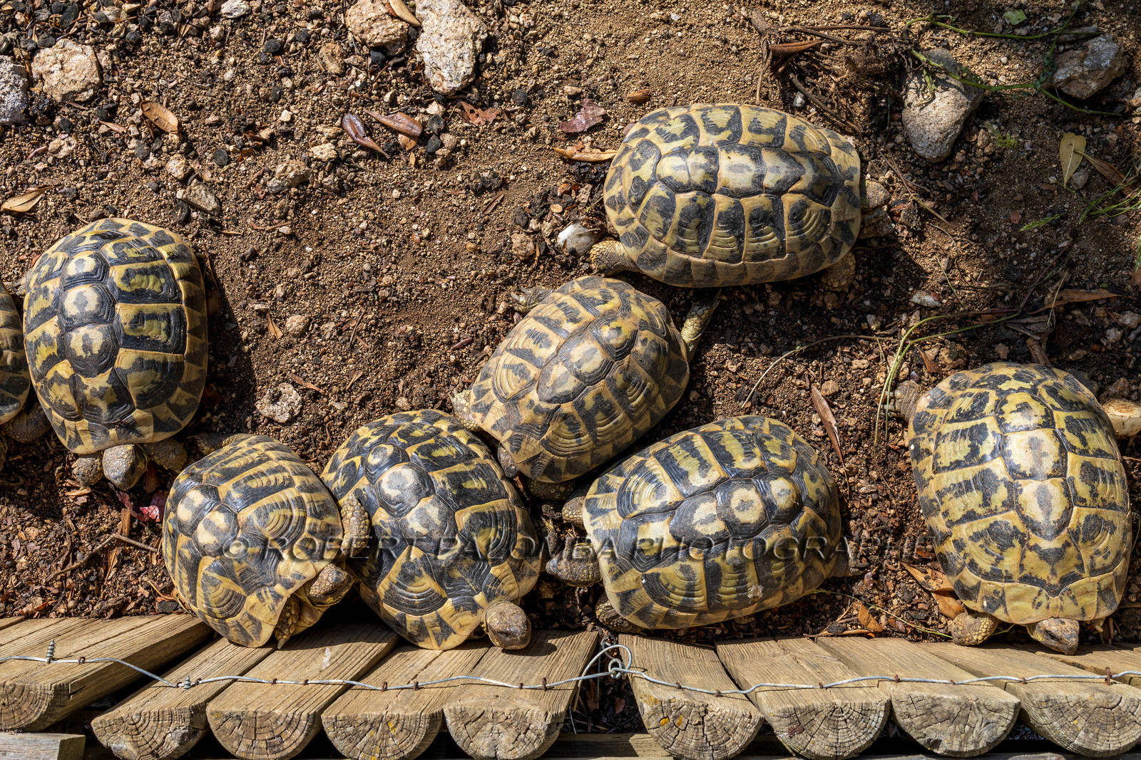 Tortue d'Hermann