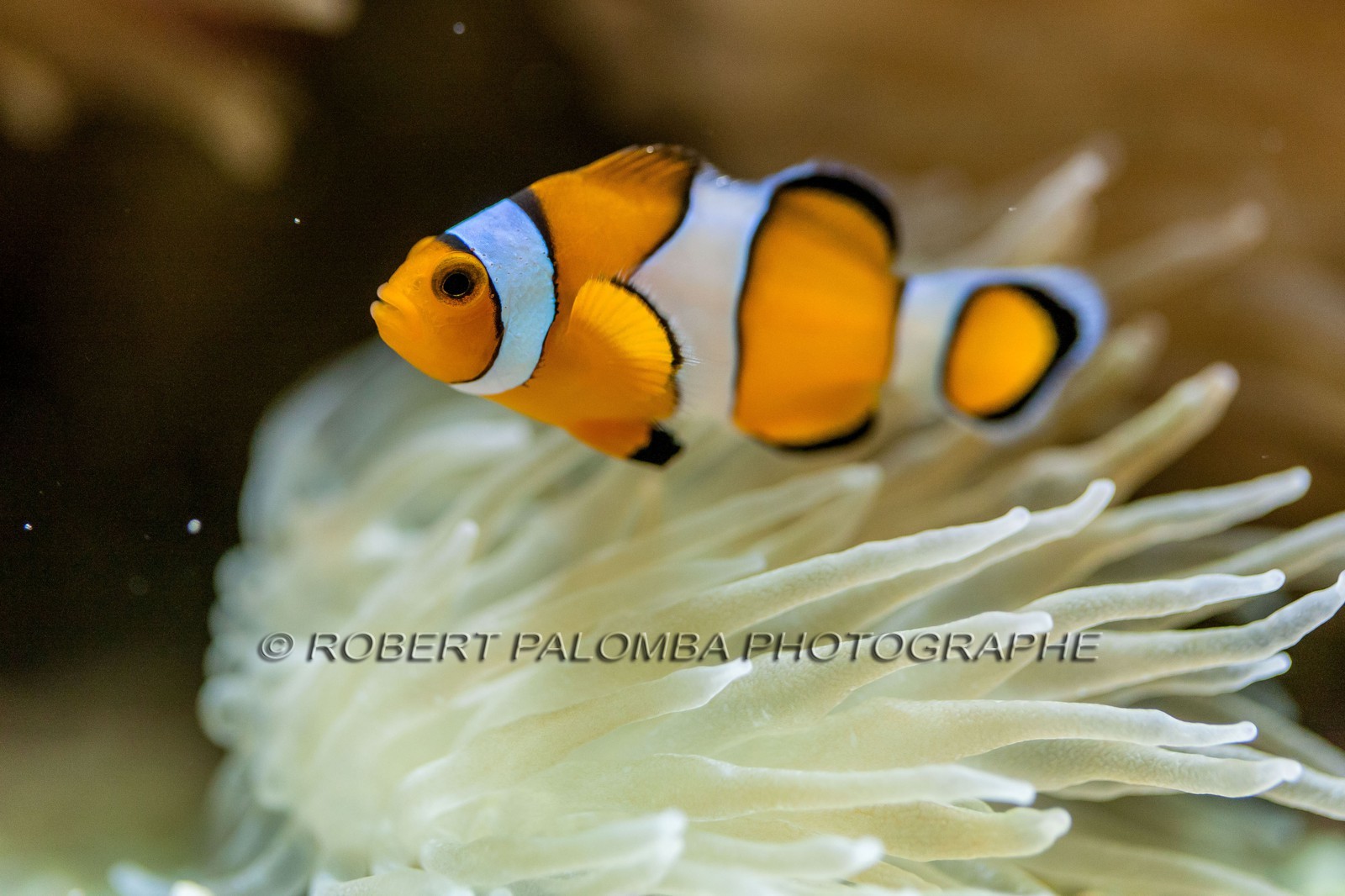 Musée Océanographique de Monaco