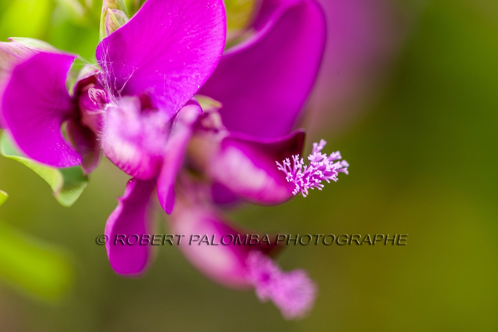 Polygala, polygala vulgaris Polygala, polygala vulgaris