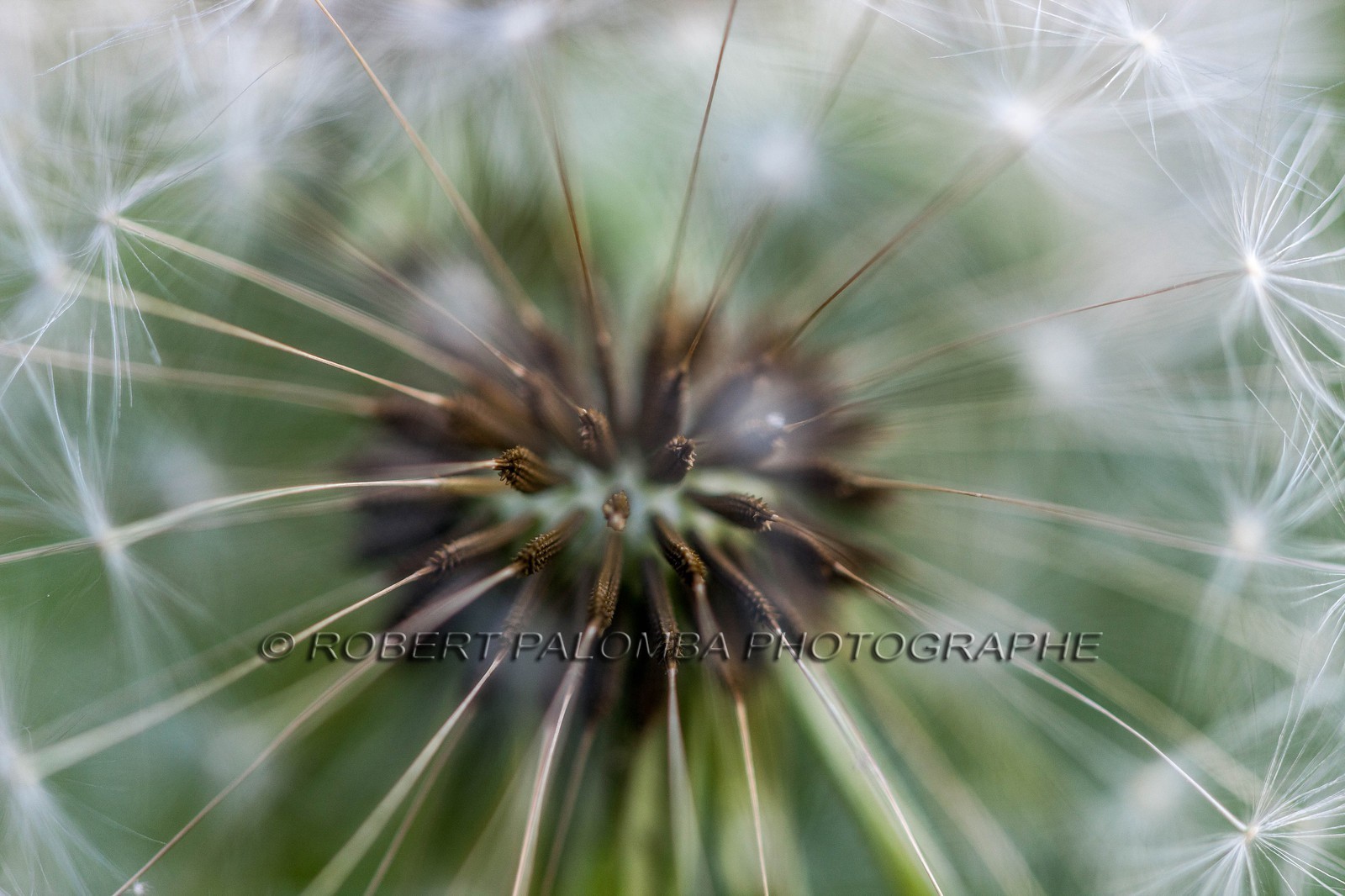Pissenlit dit Taraxacum Pissenlit dit Taraxacum