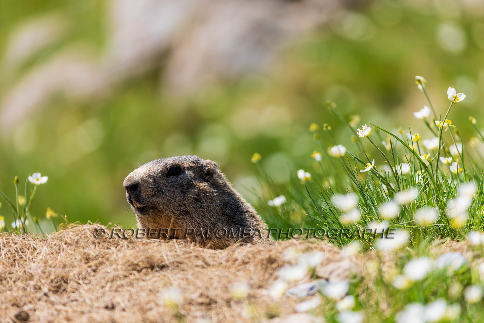 Marmotte
