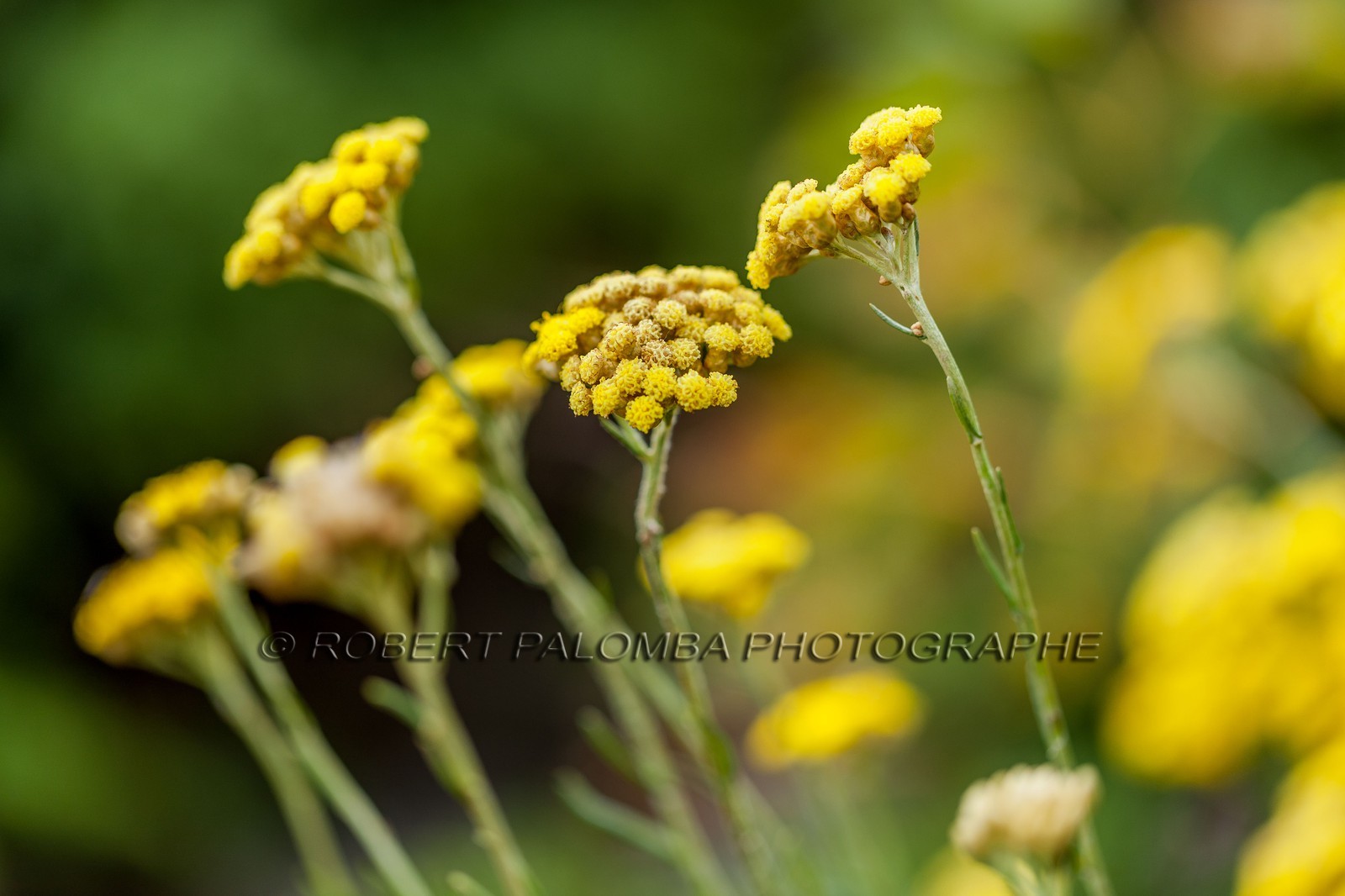 Flore corse