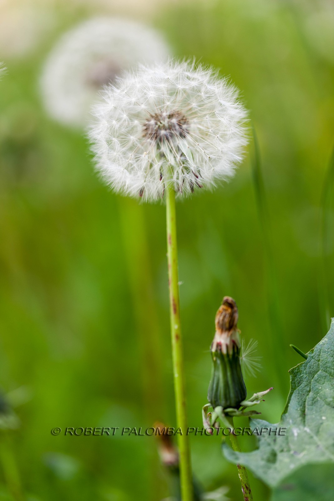 Pissenlit dit Taraxacum Pissenlit dit Taraxacum