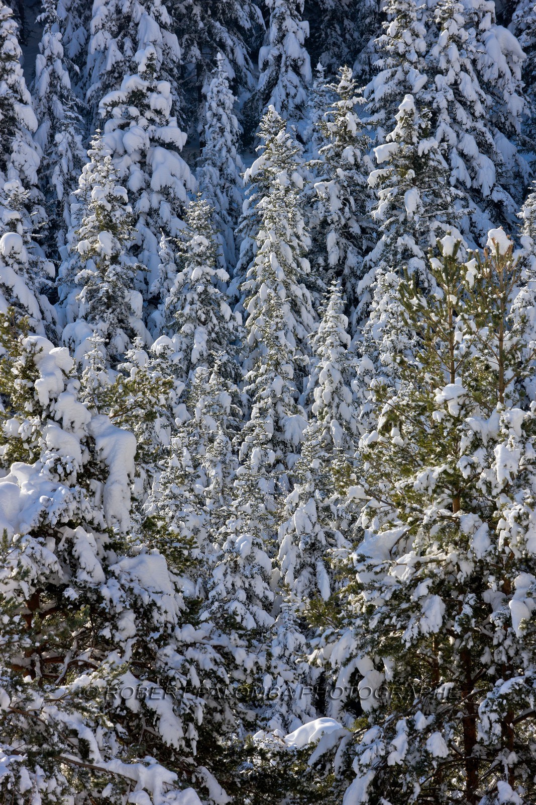 Forêt enneigée