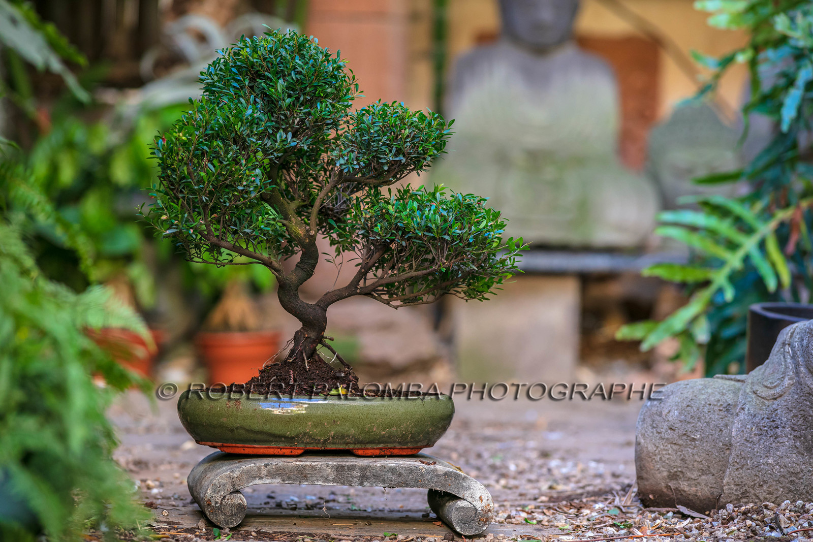 Bonsai
