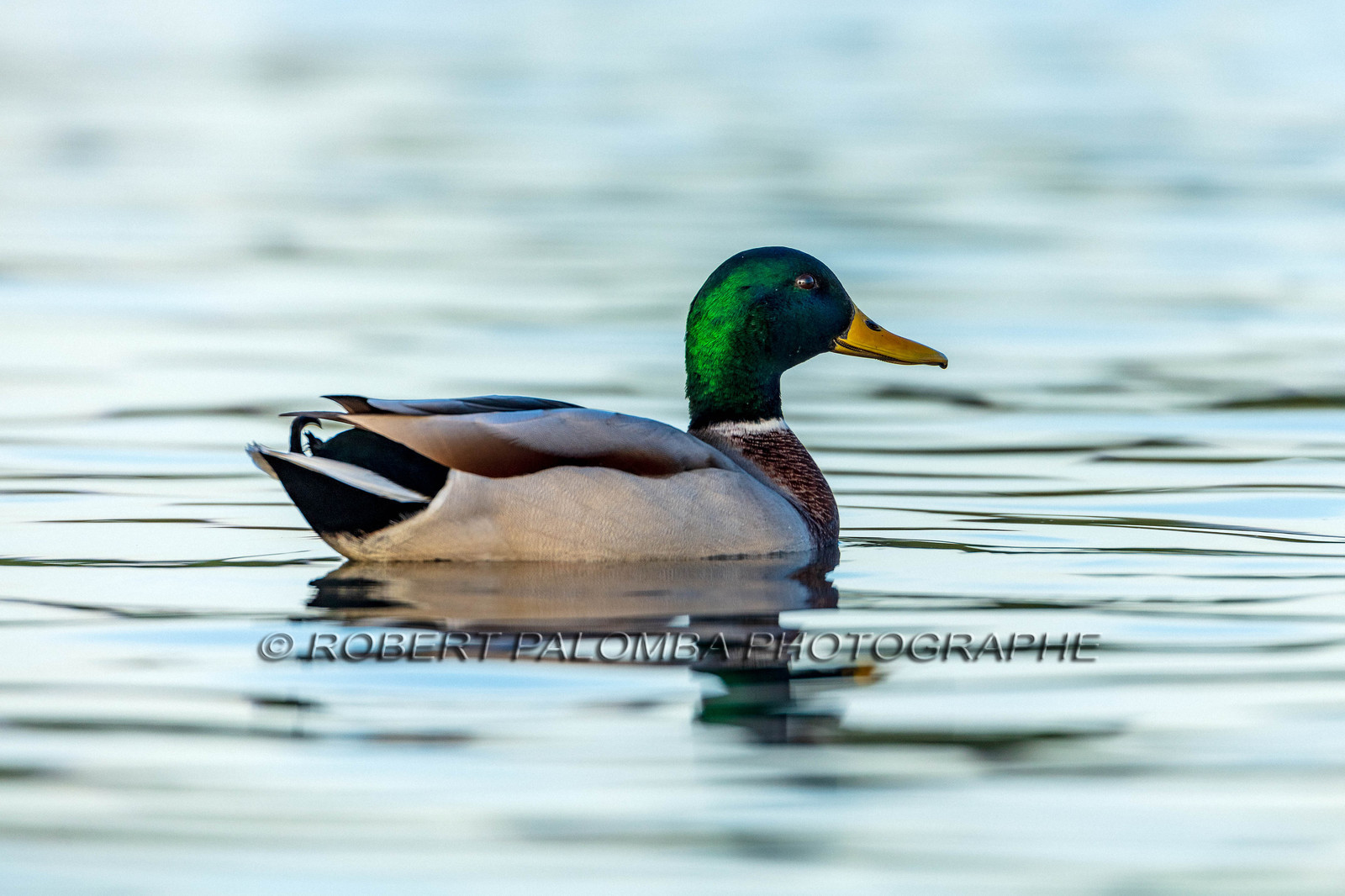 Canard