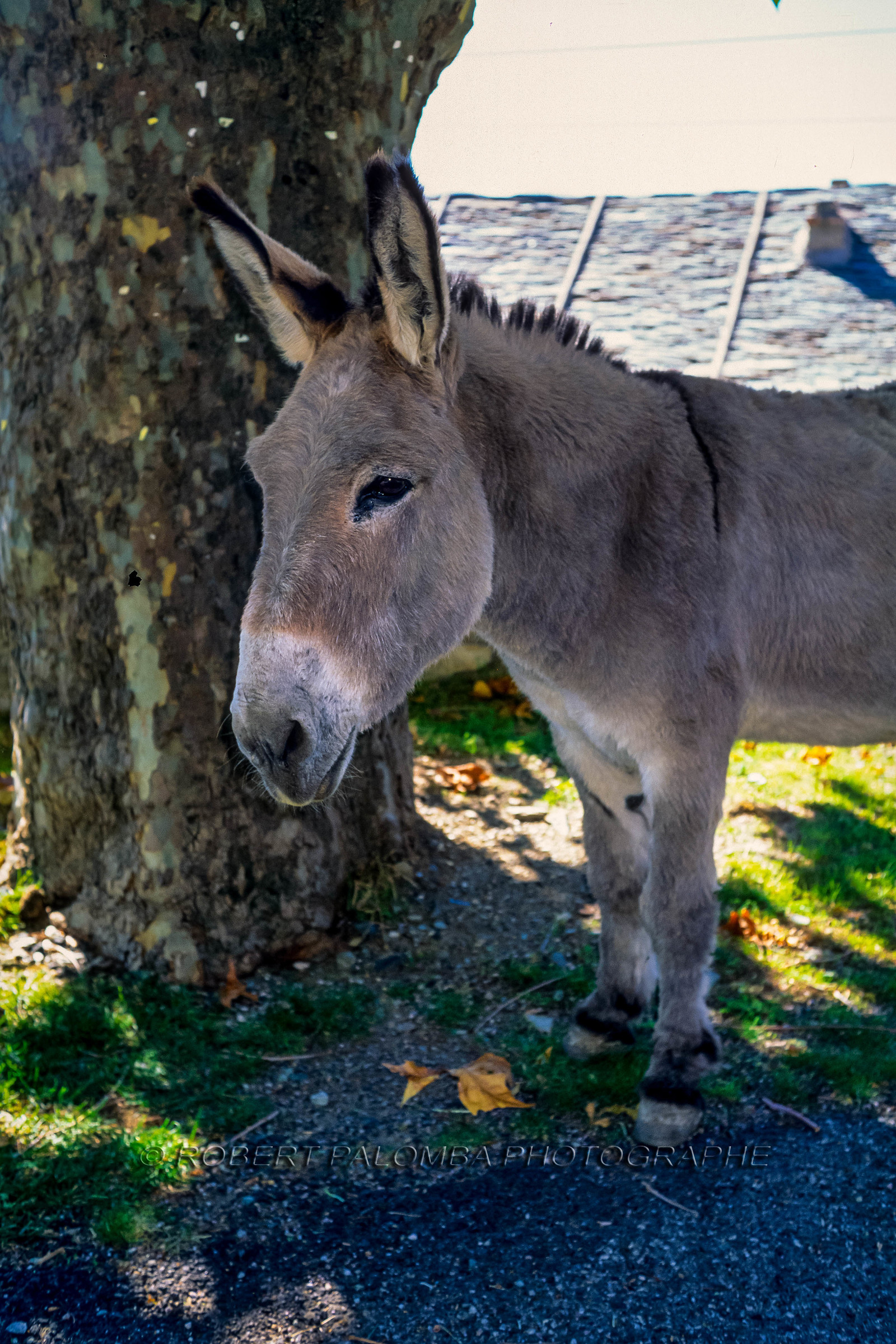 Faune corse