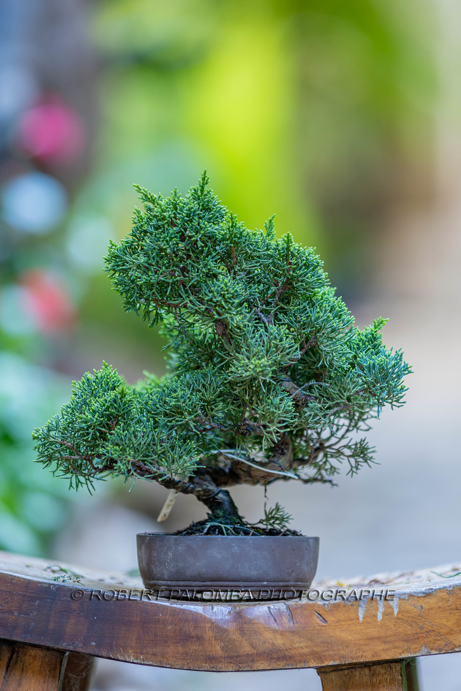 Bonsai