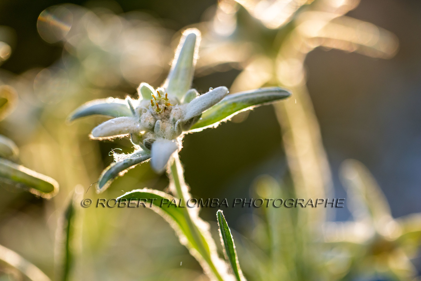 Edelweiss