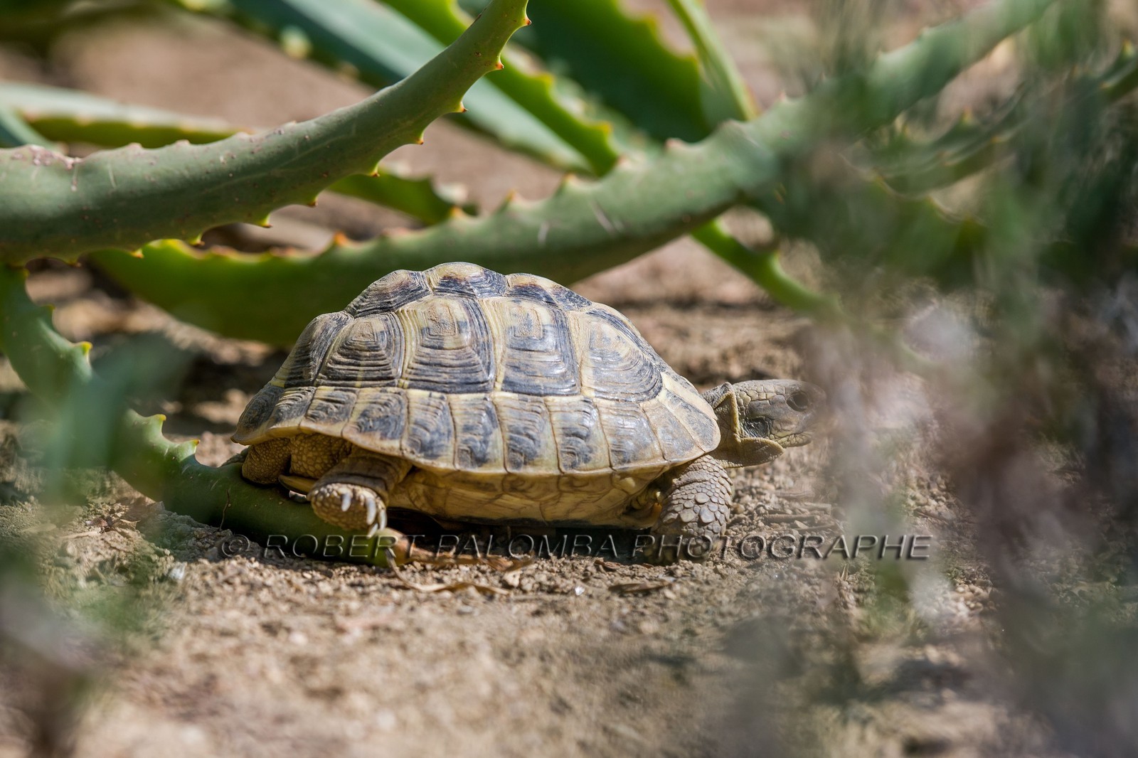Tortue d'Hermann, Testudo hermanni