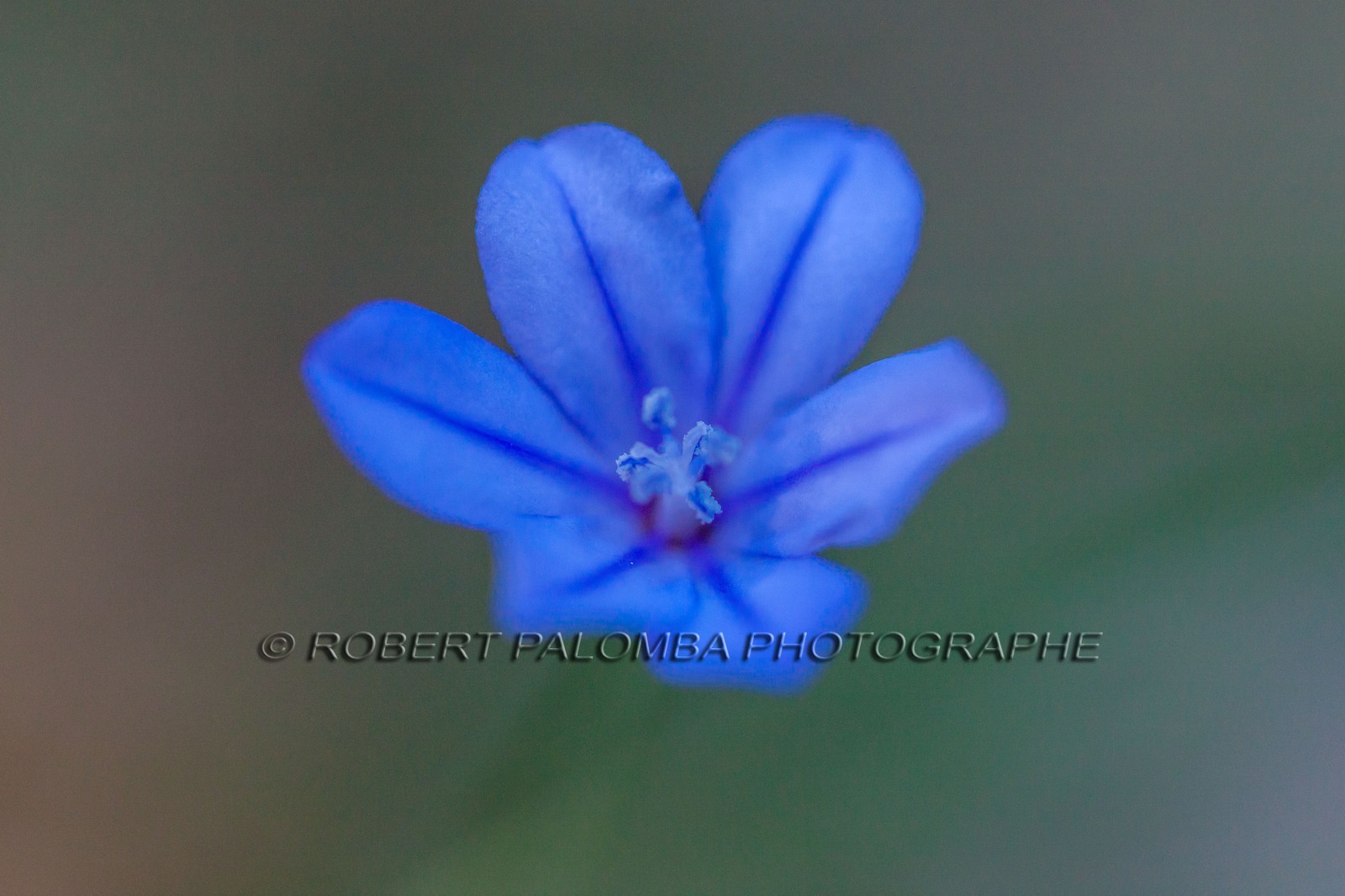 Aphyllante de Montpellier Aphyllante de Montpellier