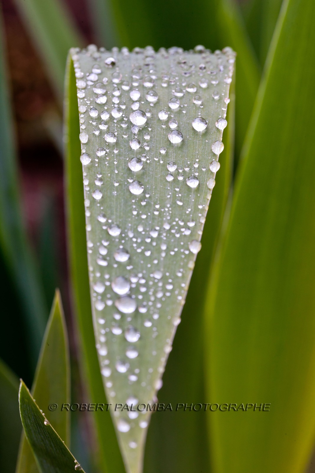 Iris, Iris haynei Iris, Iris haynei