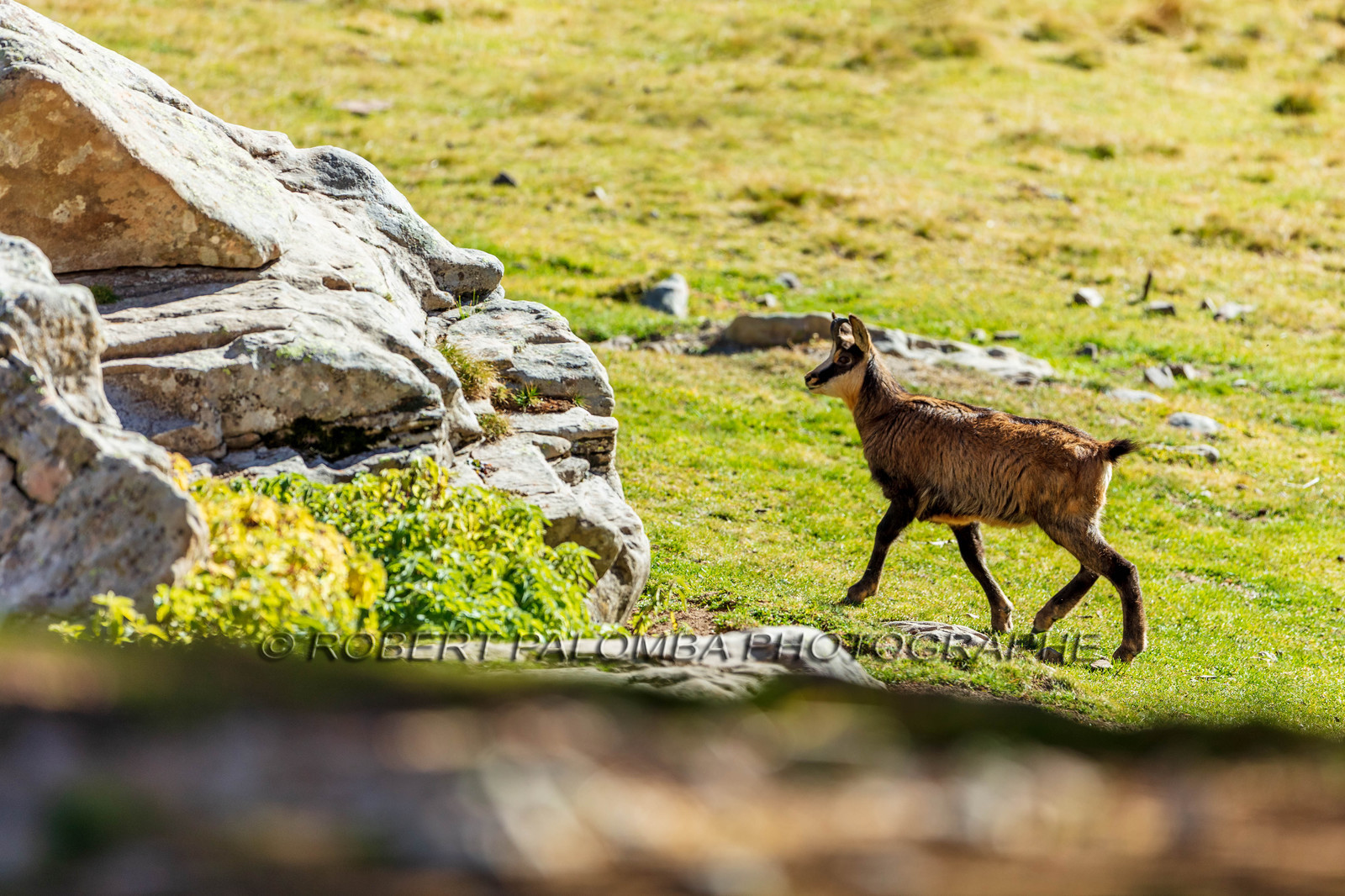Chamois, Rupicapra rupicapra