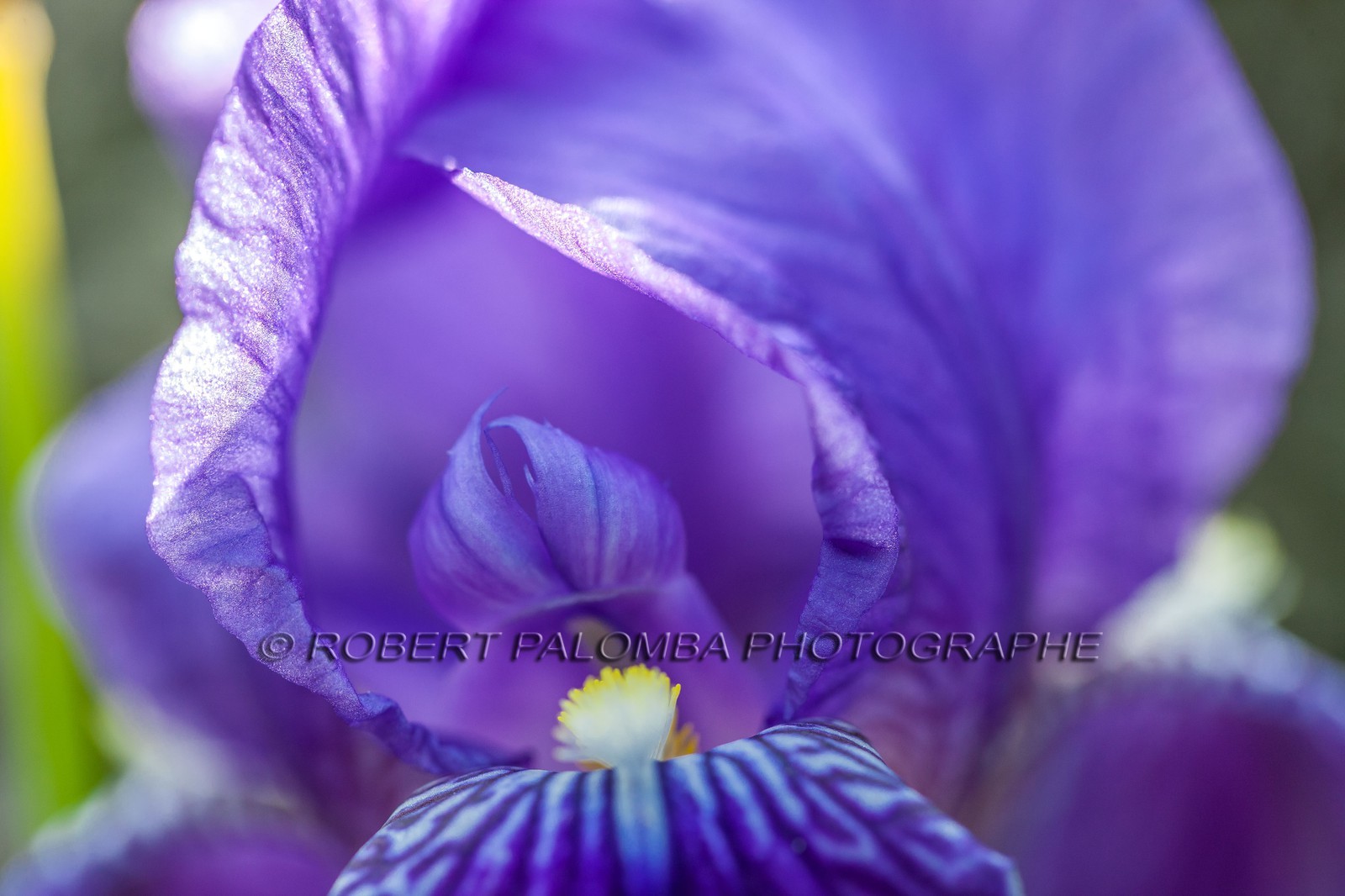 Iris, Iris haynei Iris, Iris haynei