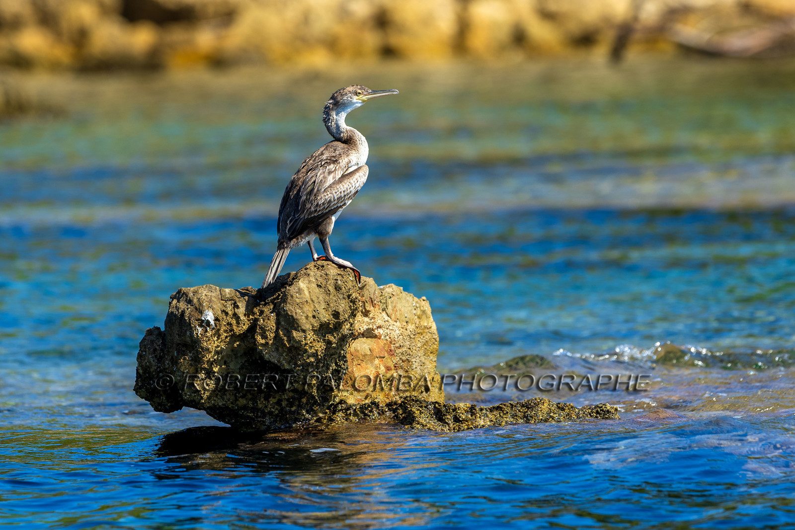 Cormoran huppé immature, Phalacrocorax aristotelis